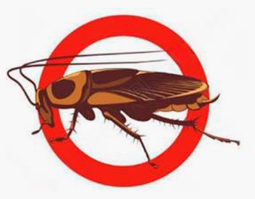 Cucarachas: Transmisión de enfermedades